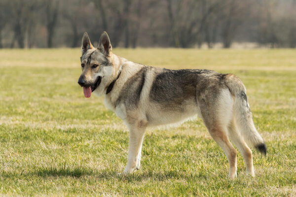 czechoslovakian-wolfdog-in-the-grass-1024x682_(1)